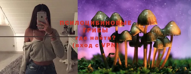 где найти   Стерлитамак  Псилоцибиновые грибы Cubensis 